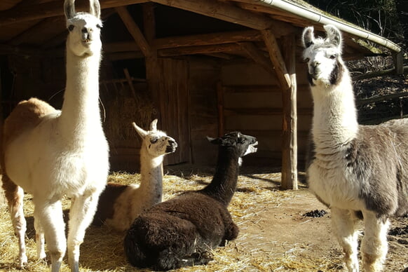 Rothaar-Lamas